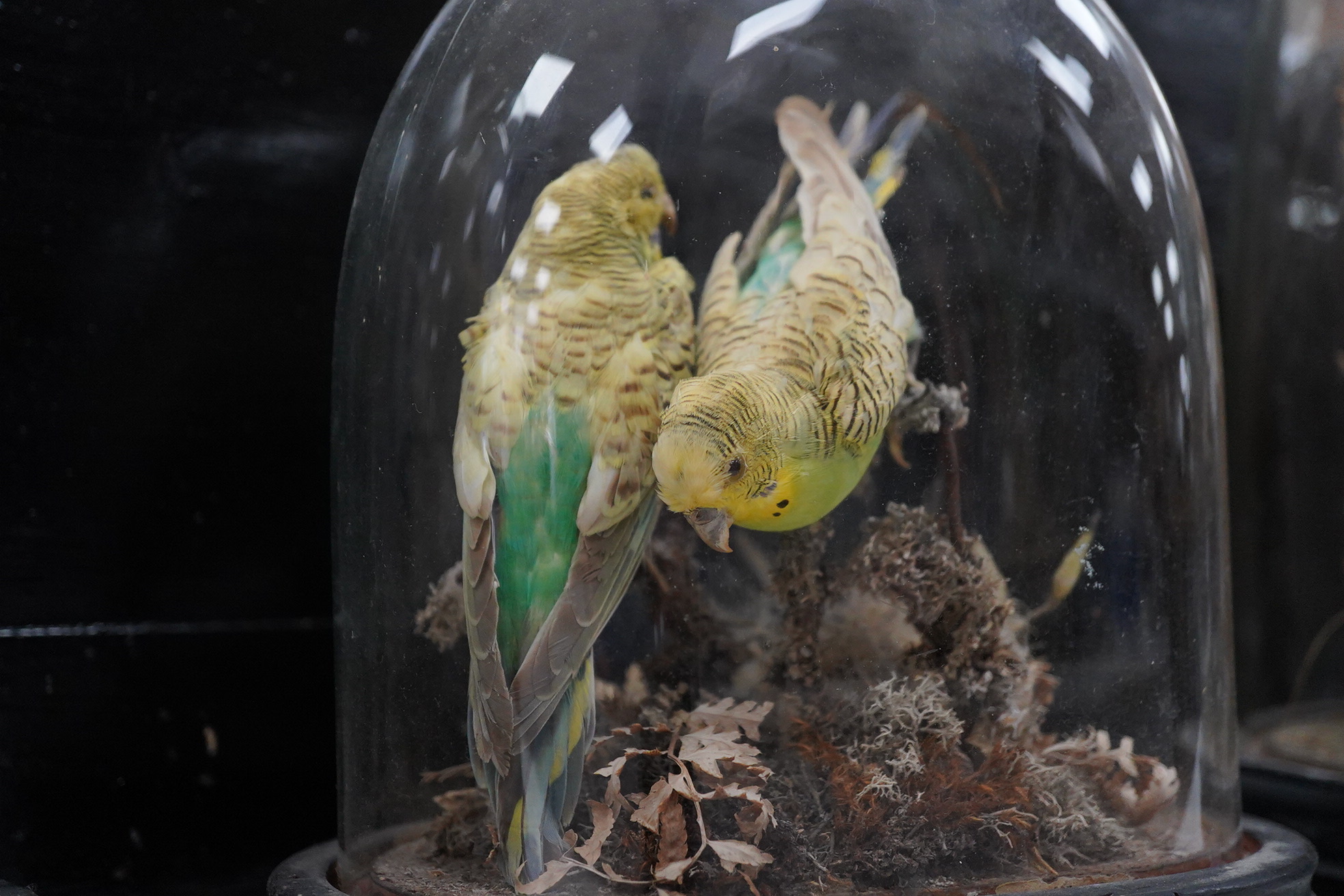 An early 20th century taxidermy pair of budgerigars and a red squirrel both under domes, tallest 27cm
